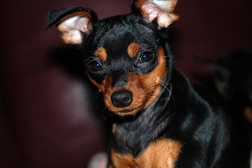 Pinscher dog
