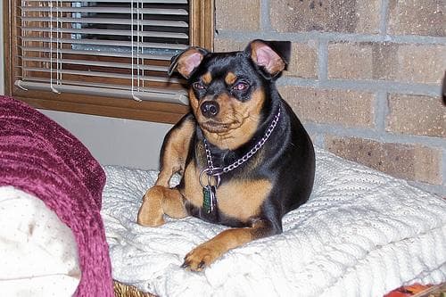 Pinscher Miniature