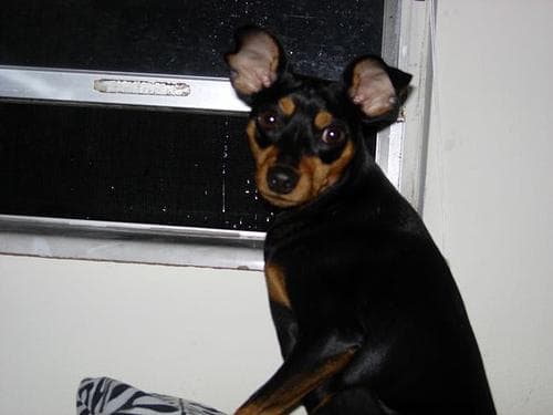 Pinscher Miniature dog