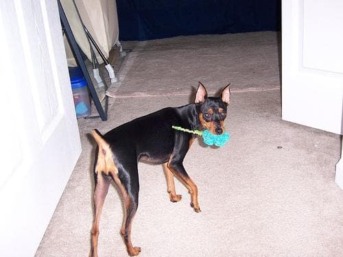 Pinscher dog