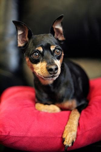 Pinscher Miniature
