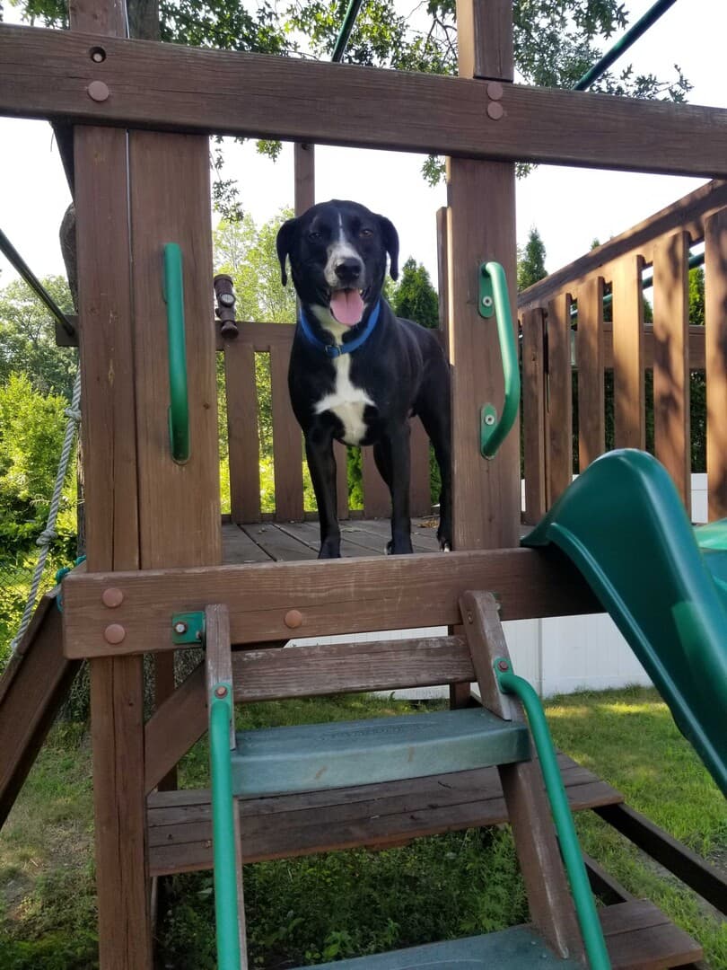 Pitbull dog