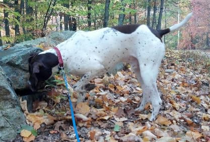 Pointer German dog
