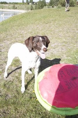 Pointer dog