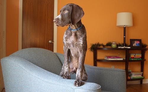 Pointer dog
