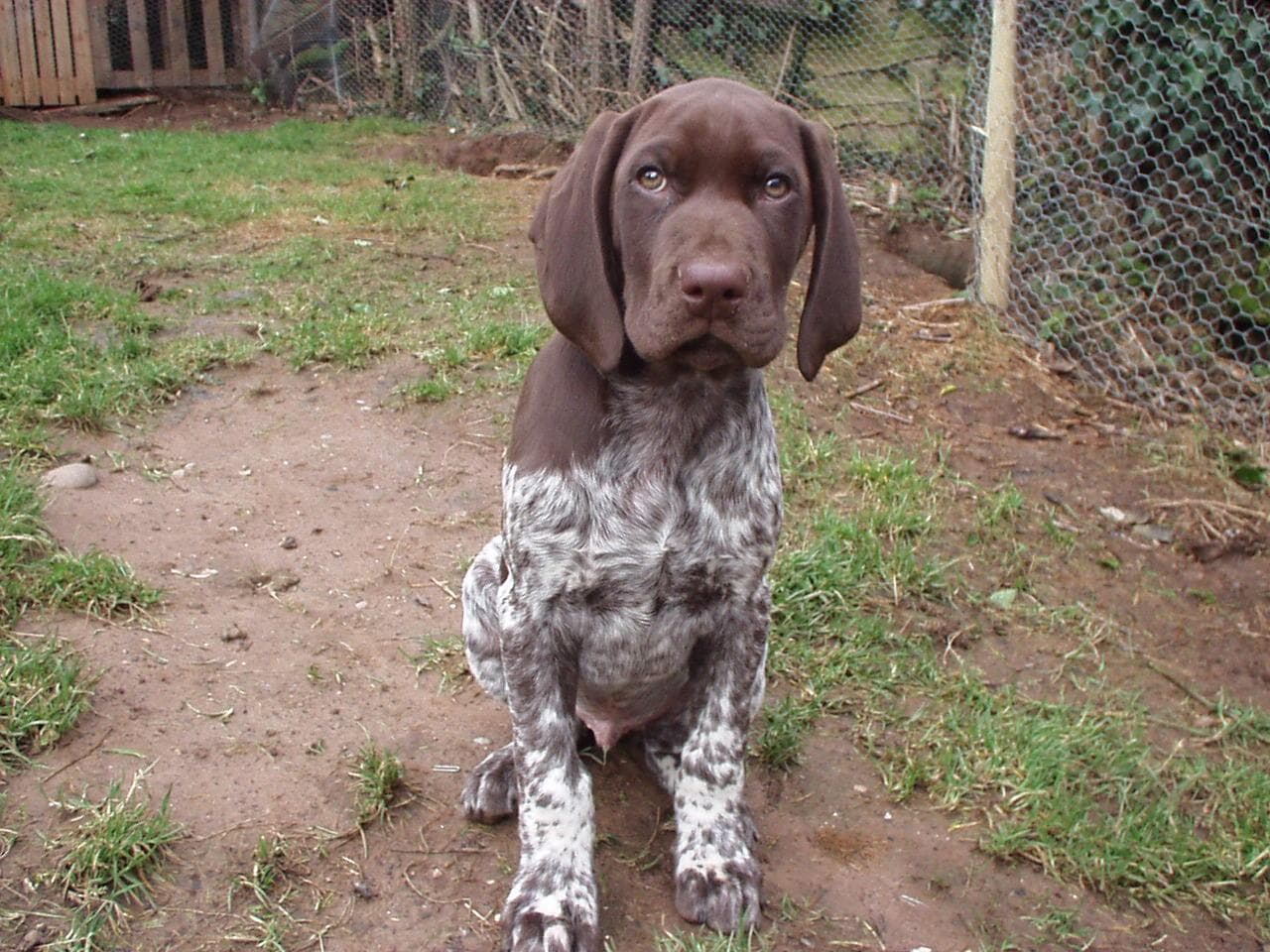Pointer German dog