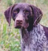 Pointer dog