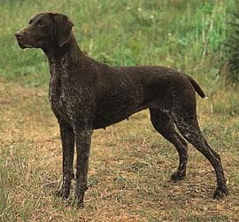Pointer German