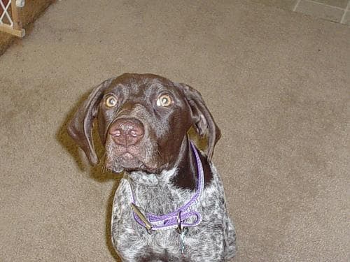 Pointer German dog