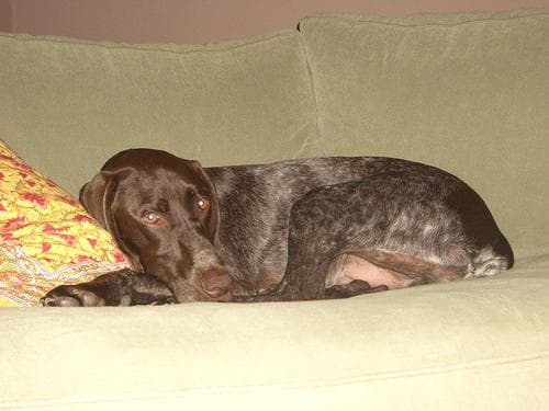 Pointer