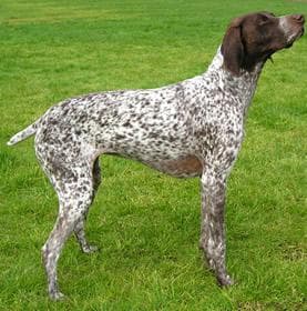 Pointer German