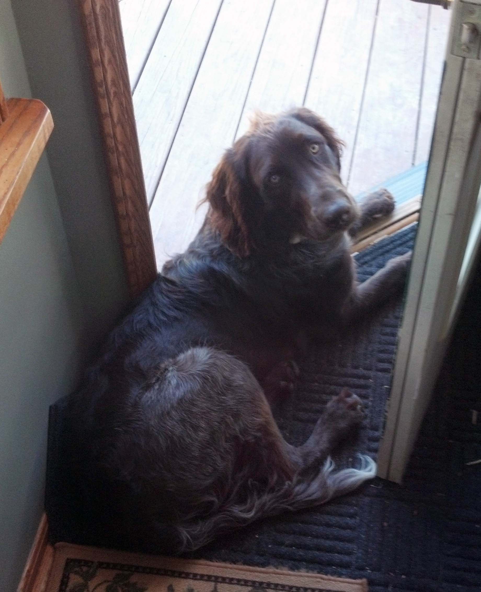 Pointer Germanlonghair