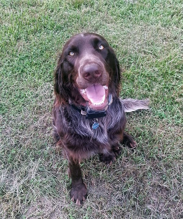 Pointer Germanlonghair