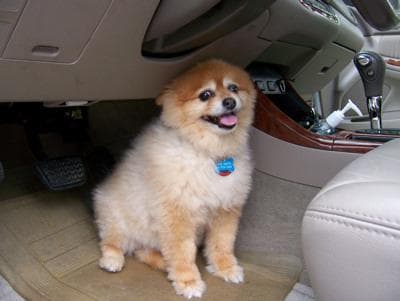 Pomeranian dog