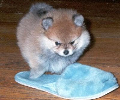 Pomeranian dog