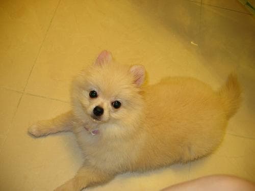 Pomeranian dog