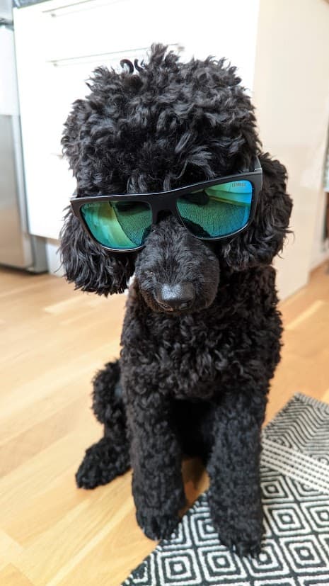 Poodle Medium