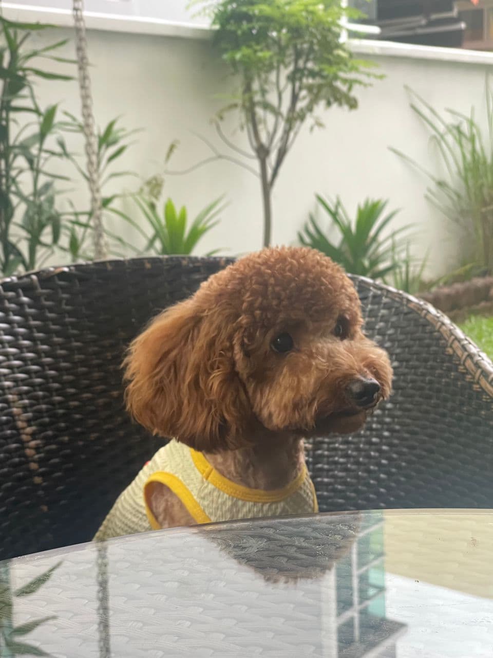 Poodle dog