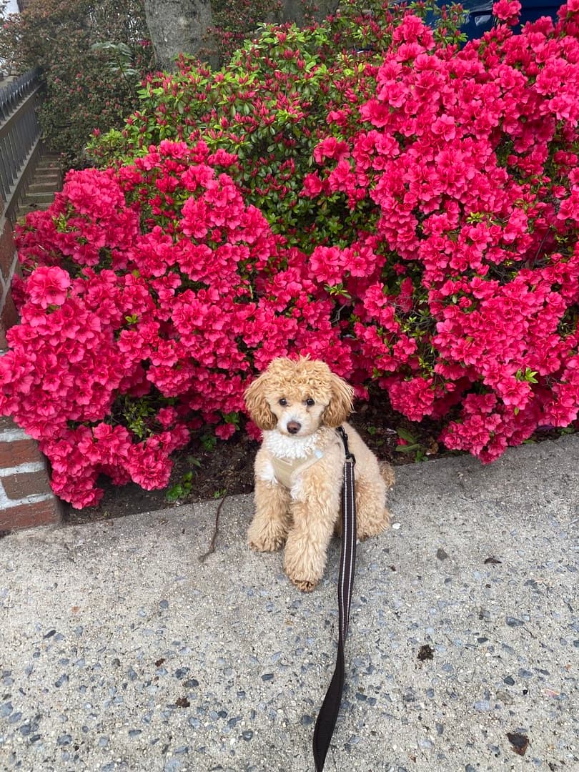 Poodle dog