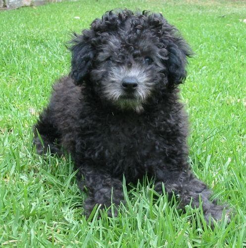 Poodle Miniature dog
