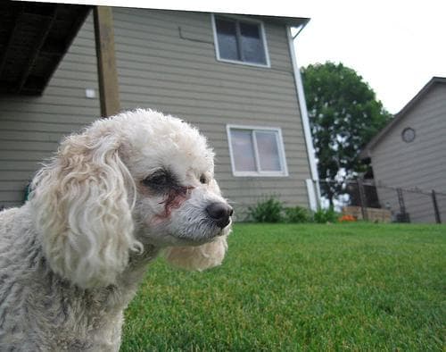 Poodle Miniature dog