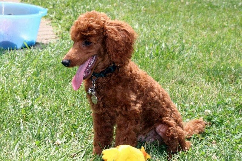 Poodle Miniature dog