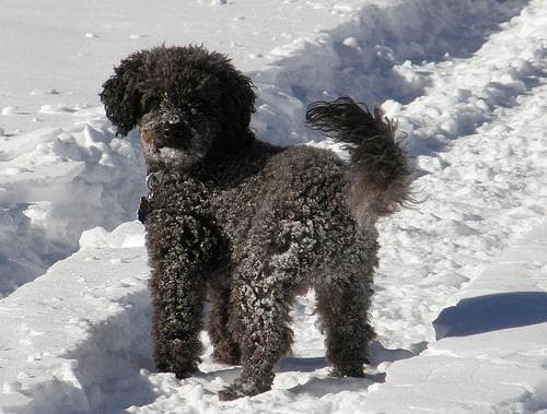 Poodle Miniature dog