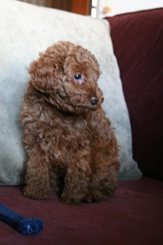 Poodle Miniature