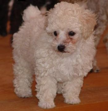 Poodle Miniature
