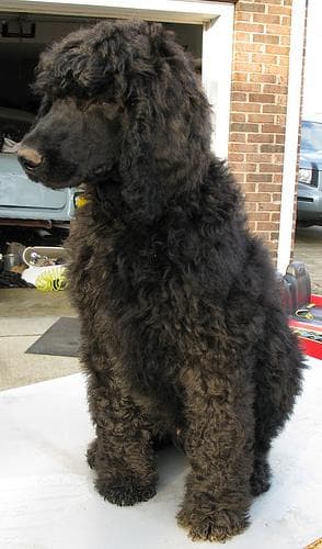 Poodle Standard dog