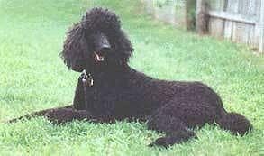 Poodle dog