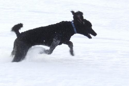 Poodle Standard