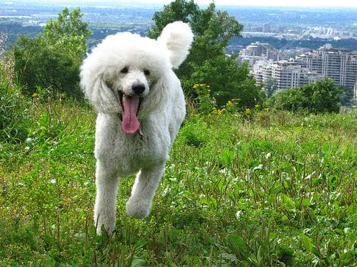 Poodle Standard dog