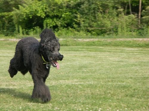 Poodle Standard dog