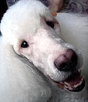 Poodle