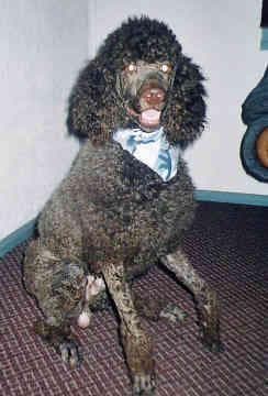 Poodle Standard