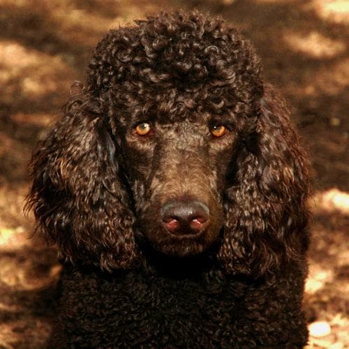 Poodle