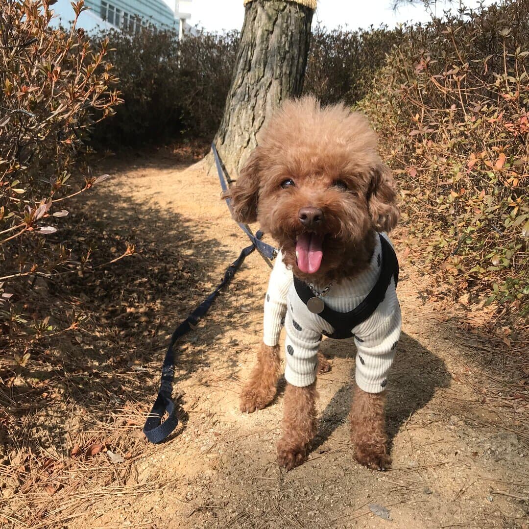 Poodle Toy dog
