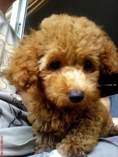 Poodle Toy dog