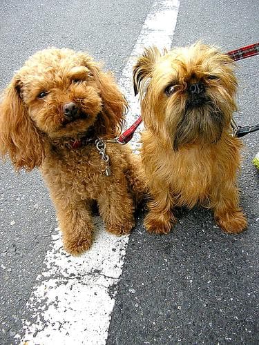 Poodle Toy