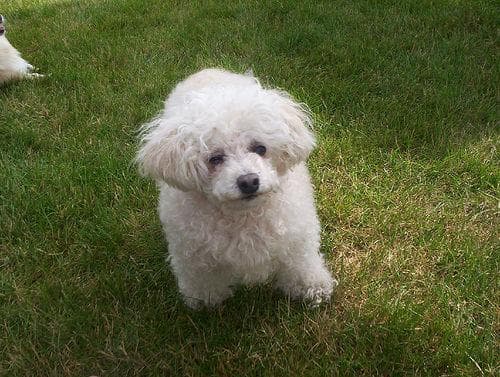 Poodle Toy dog