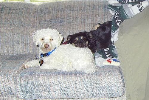 Poodle Toy