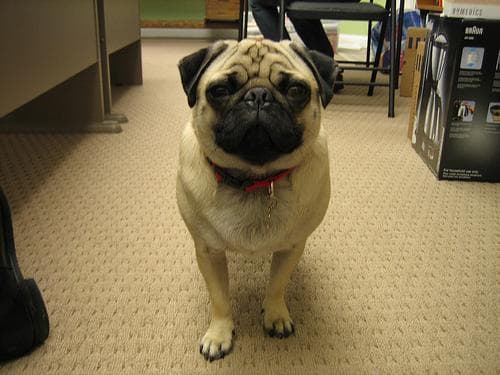 Pug dog