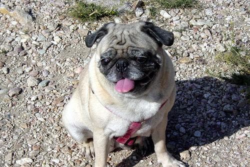Pug dog