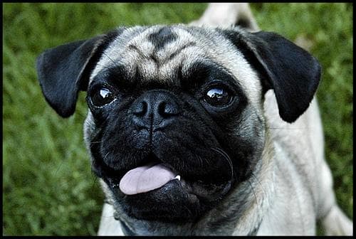 Pug