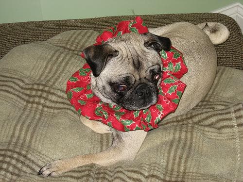 Pug dog