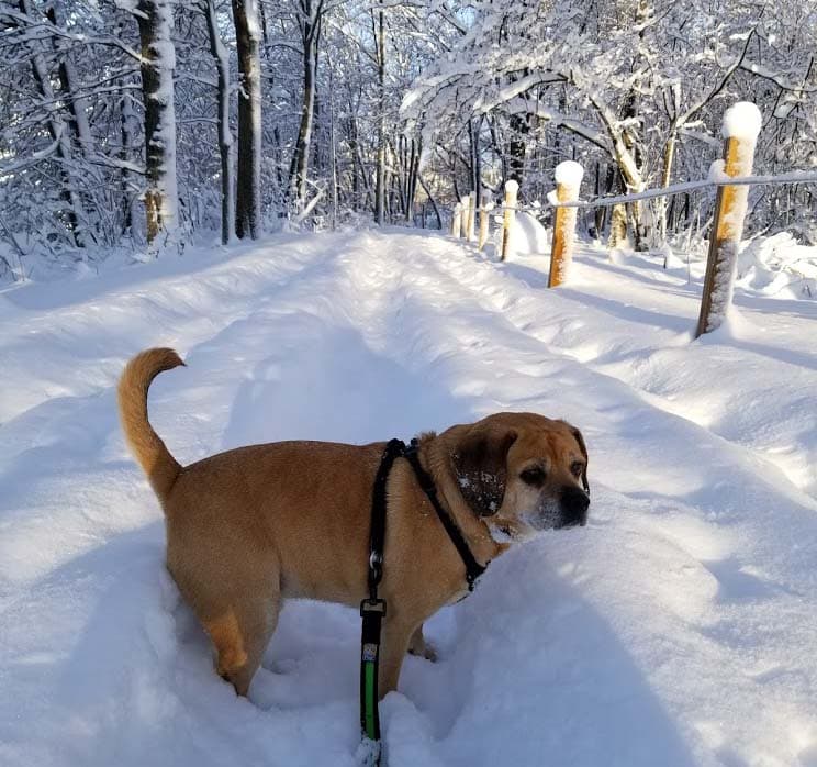 Puggle dog