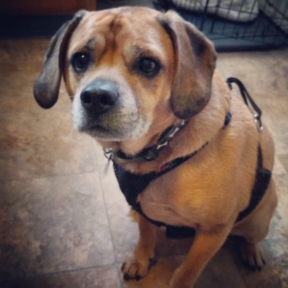Puggle dog