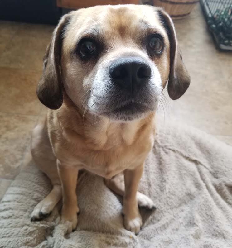 Puggle dog
