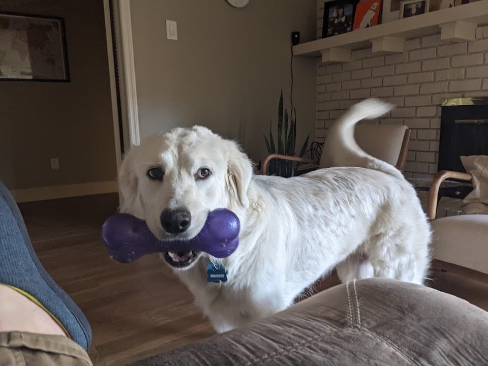 Pyrenees dog
